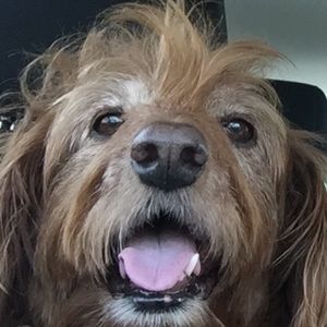 Meet your Posher, Dane